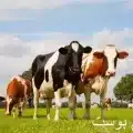 البقره jpg
