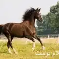 الحصان jpg