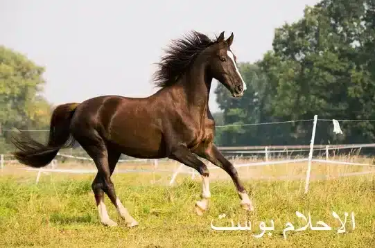 الحصان jpg