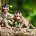 القرد 2 jpg
