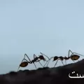 دعاء طرد النمل من المنزل