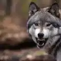تفسير رؤية الذئب في المنام
