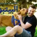 معلومات عن تربية وتدريب كلاب البيتبول