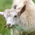 goat 1596880 1280